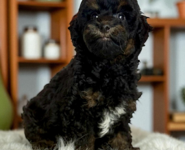 Çift Renk Toy poodle Yavru